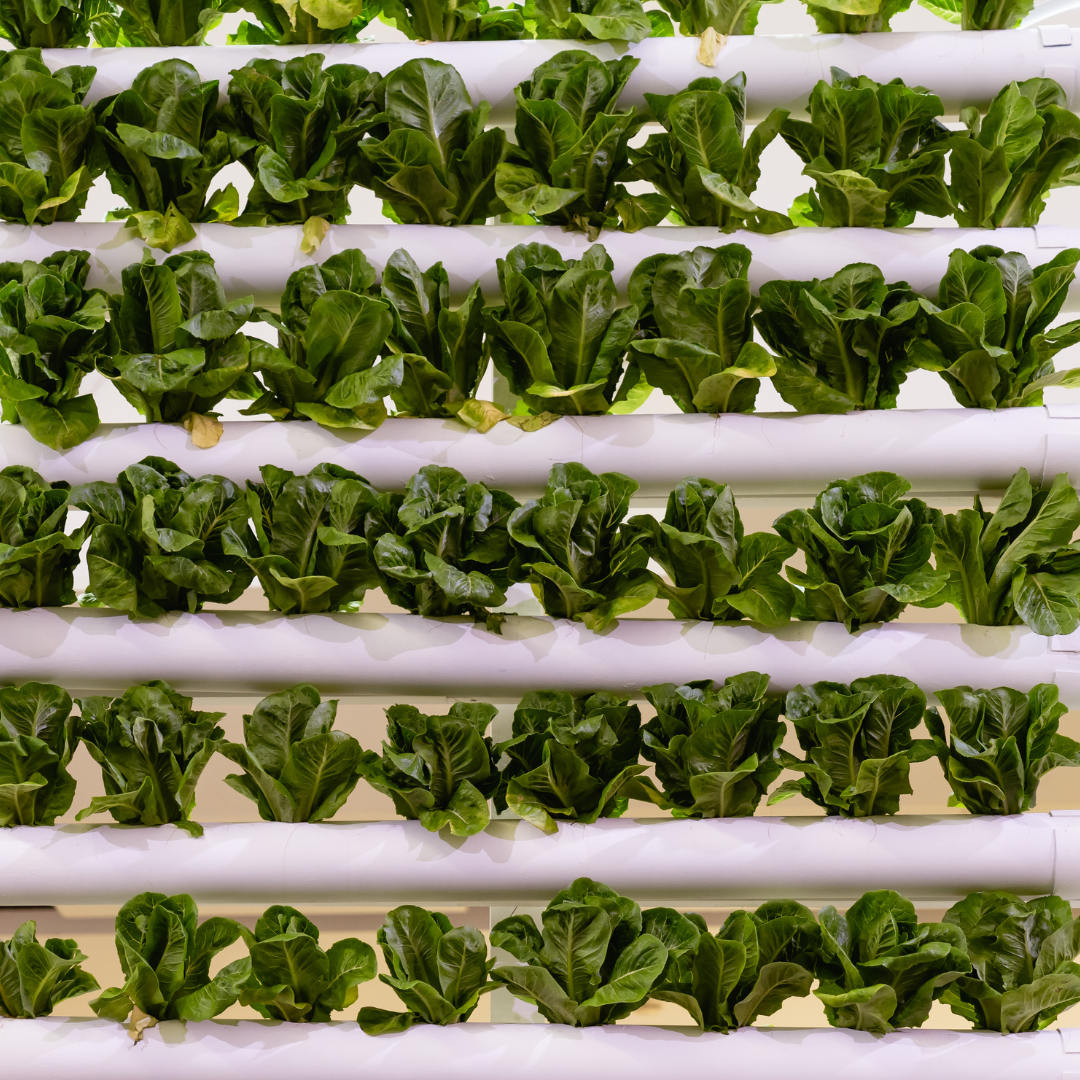 Hydroponic Vertical Gardens