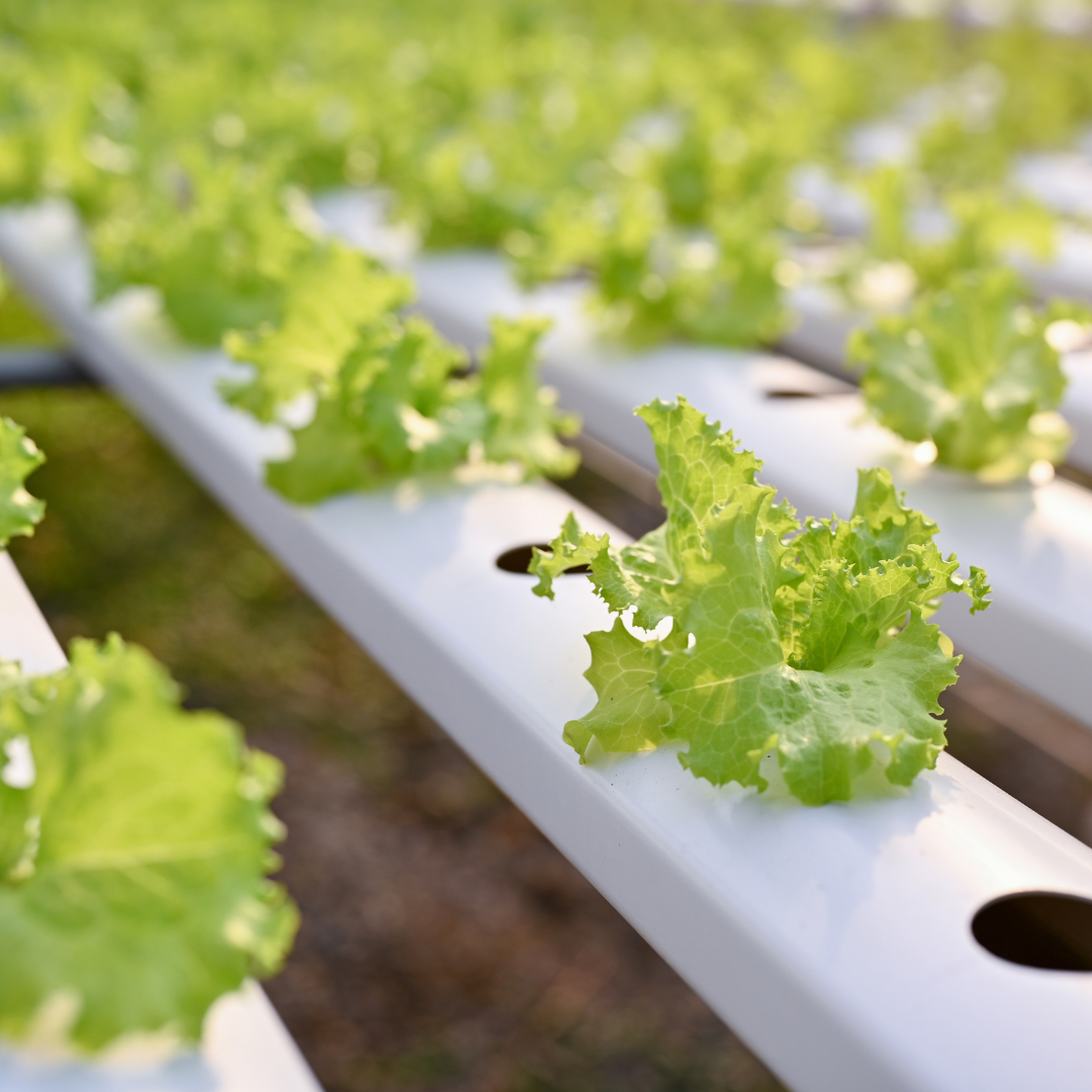 Hydroponic Horizontal Gardens