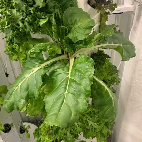 What can I grow in Aeroponics?
