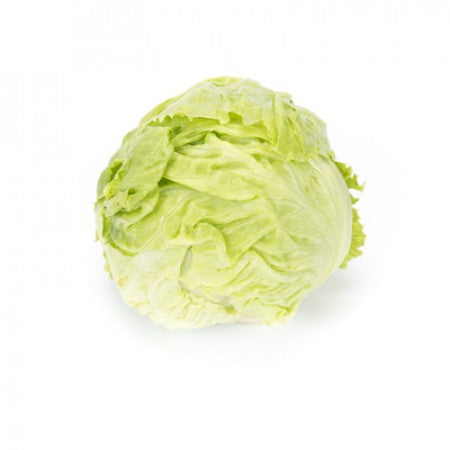 Iceberg Lettuce QUINCENAS Seeds – 5,000 seeds