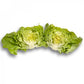 Green Butterhead Lettuce ALMAGRO Seeds – 5,000 seeds