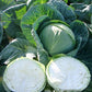 White Cabbage SECOMA F1 Seeds – 2,500 seeds