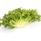 Endive BERLINAL Seeds – 5,000 seeds