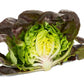 Red Butterhead Lettuce Seeds – Pelleted (50 pcs)