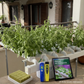 Jardin horizontal 60 plantes – pack
