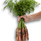 Carrot FIDRA F1 Seeds – 100,000 seeds