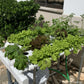 Horizontal Garden 40 Plants – Bundle Pack