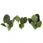 Spinach POCHARD F1 Seeds – 100,000 seeds
