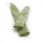 Green Bean FAIZA Seeds – 1,000 seeds