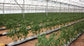 Nutrient Kit for Fruiting Plants – Vegetative Stage – 1 to 1000 L