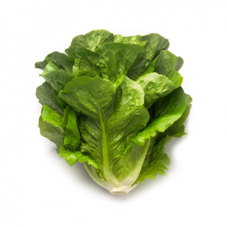 Romaine Lettuce MAXIMUS Seeds – 5,000 seeds