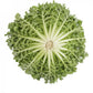 Endive BERLINAL Seeds – 5,000 seeds