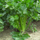 Celery IMPERIAL Seeds – 5,000 seeds