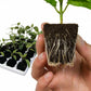 Root Riot Propagation Cubes