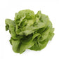 Green Butterhead Lettuce BASILIO Seeds – 5,000 seeds