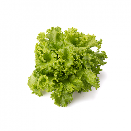 Grüner Batavia-Salat AFICION Saatgut – 5.000 Samen