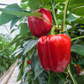 Kit de nutriments pour plantes à fruits – phase de fructification – 1 à 1000 L