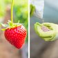 Kit de nutriments pour plantes à fruits – phase de fructification – 1 à 1000 L