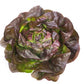 Red Butterhead Lettuce Seeds – Pelleted (50 pcs)