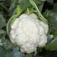 Chou-fleur DEXTER F1 – 2 500 graines