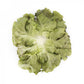 Red Batavia Lettuce CLARINSKI Seeds – 5,000 seeds