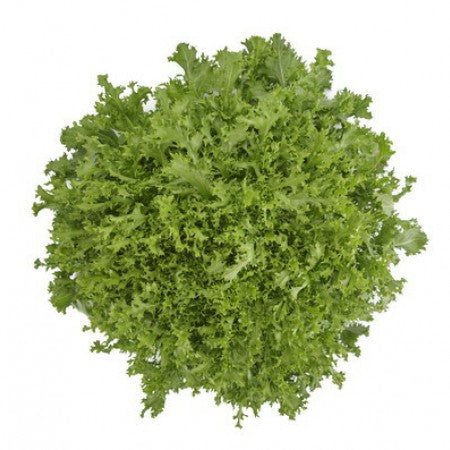 Frisée Endive Seeds – Pelleted (50 pcs)