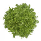 Indivia Riccia – semi confettati (50 pz)