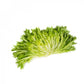 Laitue Frisée Verte ACUARIO – 5 000 graines