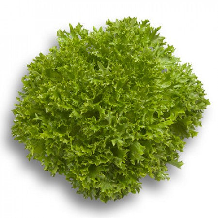 Grüner Krauser Salat Saatgut – pilliert (50 Stk.)