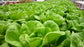 Kit de nutriments pour légumes-feuilles – 1 à 1000 L