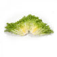Endive KORBI Seeds – 5,000 seeds