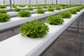 Hydroponic Channel 80 mm – 2 Metres | 16 Plants