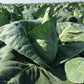 Spitzkohl LINCMA F1 Saatgut – 2.500 Samen