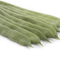 Green Bean FAIZA Seeds – 1,000 seeds
