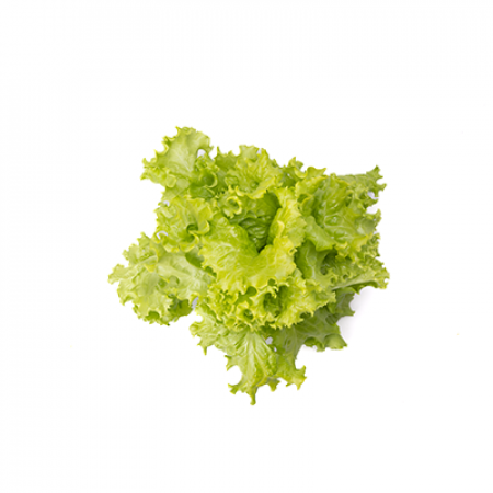 Grüner Batavia-Salat Saatgut – pilliert (50 Stk.)