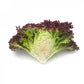 Laitue Lollo Rossa CONCORDE – 5 000 graines