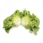 Green Butterhead Lettuce BASILIO Seeds – 5,000 seeds
