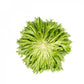 Laitue Frisée Verte ACUARIO – 5 000 graines