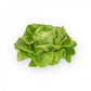 Grüner Kopfsalat Saatgut – pilliert (50 Stk.)