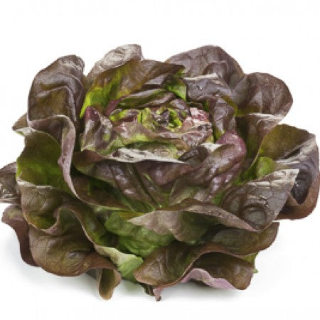 Roter Kopfsalat GILMORE Saatgut – 5.000 Samen