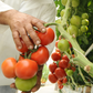 eBook: Hydroponics for Professionals