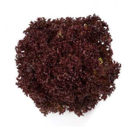 Lollo-Rosso-Salat CARMESI Saatgut – 5.000 Samen