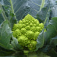 Cavolfiore PUNTOVERDE F1 – 2.500 semi