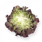 Red Oak Leaf Lettuce Seeds – Pelleted (50 pcs)