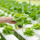 Kit de nutriments pour légumes-feuilles – 1 à 1000 L