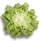 Green Butterhead Lettuce ALMAGRO Seeds – 5,000 seeds