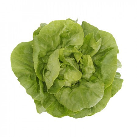 Grüner Kopfsalat BASILIO Saatgut – 5.000 Samen