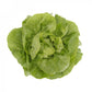 Green Butterhead Lettuce BASILIO Seeds – 5,000 seeds