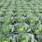 Savoy Cabbage MADLENE F1 Seeds – 2,500 seeds