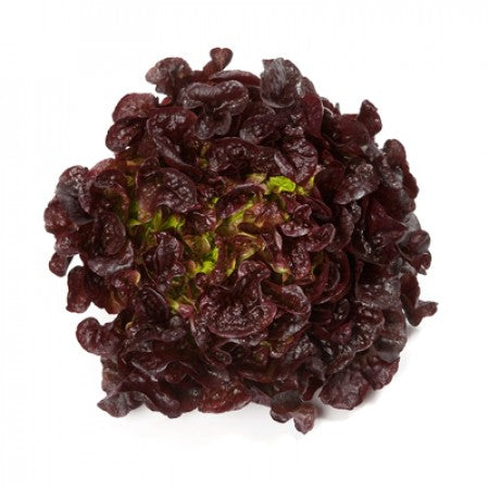 Red Oak Leaf Lettuce Seeds – Pelleted (50 pcs)